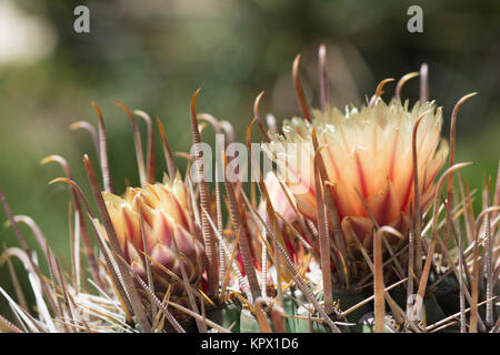 Ferocactus wislizeni, Angelhaken barrel Kaktus in der Blüte, auch bekannt als Arizona Fässer, candy Barrel und Südwestlichen barrel Kaktus. Sehr geringer Tiefe Stockfoto