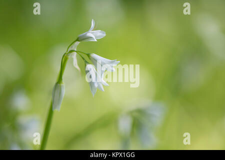 Allium triquetrum, weiß blühende Pflanze, auch allgemein gewinkelt Zwiebel genannt, blühende Zwiebel, onionweed, stinkende Zwiebel, drei Ecke Knoblauch, drei c Stockfoto