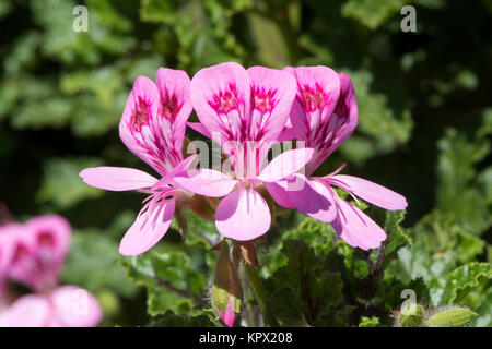 Rosa Pelargonium Quercifolium (Eiche-leaved Geranium) Blumen wachsen mit der natürlichen blätterte Laub als Hintergrund. Stockfoto