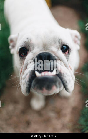 Weiße Englische Bulldogge, Nahaufnahme, in die Kamera schaut Stockfoto