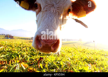 Junge fleckvieh auf der Wiese im Licht der Sonne Stockfoto