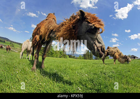 Trampeltiere, zweihÃ¶ckriges Kamele auf einer Wiese in Bayern (Allgäu) Stockfoto