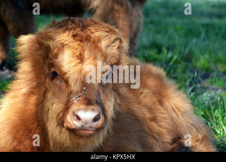 schottische Hochlandrinder Stockfoto