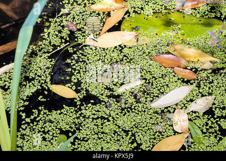 Laub und Algen an der Oberfläche des Teiches. Stockfoto