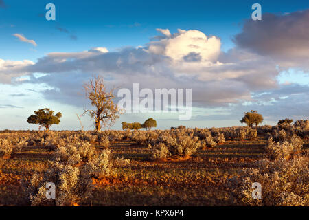 Harte Trockenheit resistente Pflanzen bewohnen ein Großteil der Semi ariden Weideland um Burra in South Australia. Stockfoto