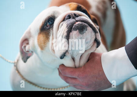 Britische Bulldogge unter der Obhut des Besitzers vor Hunde Ausstellung