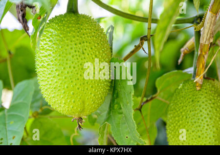 Grüne Gac Obst Stockfoto