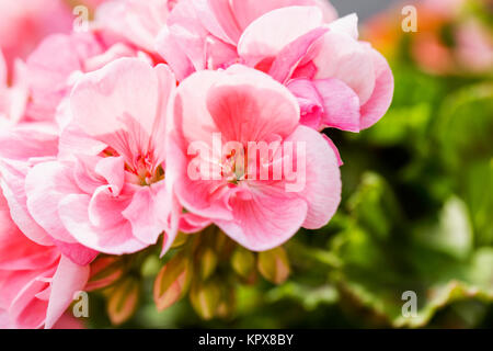 Rosa Geranien in Nahaufnahme Stockfoto