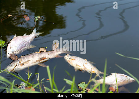 Tote Fische im dunklen Wasser schwebte, Wasserverschmutzung Stockfoto