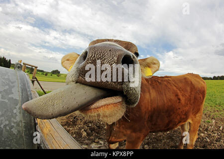 Eine junge Milchkuh streckt ihre Zunge aus. Die Zunge einer Kuh Stockfoto