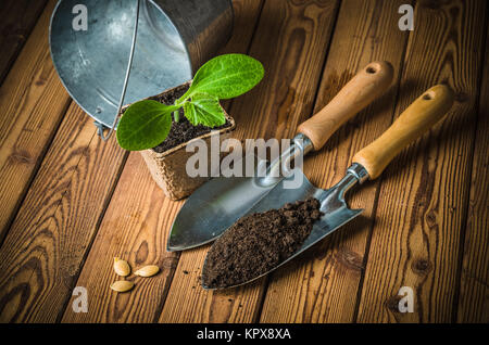 Sämlinge Zucchini und Gartengeräte auf eine Holzoberfläche Stockfoto