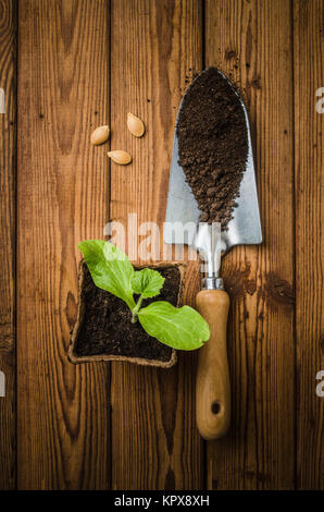 Stillleben mit Sprossen und Gartenwerkzeug, Draufsicht Stockfoto