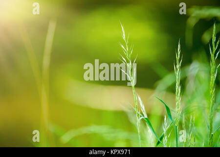 Frühling Gras am Flussufer mit flachen Fokus Stockfoto