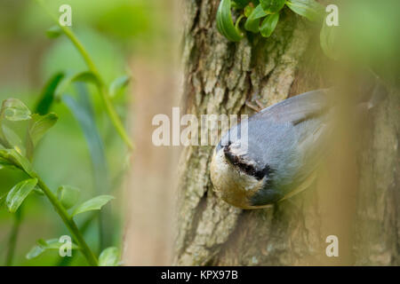 Eurasische Kleiber (Sitta Europaea) Stockfoto