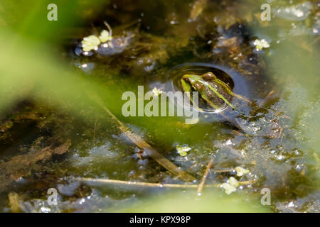 Perfekt maskiertes Wasserfrosch in Wasser Stockfoto