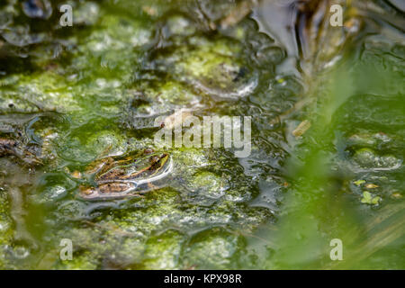 Perfekt maskiertes Wasserfrosch in Wasser Stockfoto