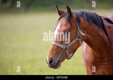 Pferd auf einer Lichtung, ein Porträt Stockfoto