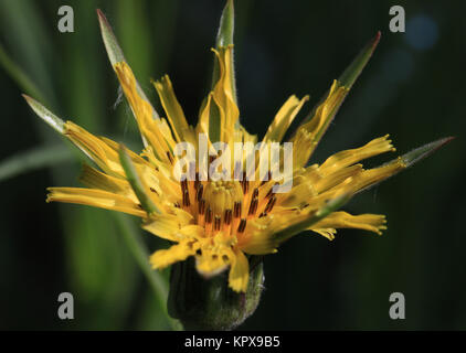 Wiesenbocksbart, frische Blüte, Tragopogon pratensis, sterben Sky öffnen sich nur frühmorgens für etwa zwei Stunden. Frühere Nutzpflanze, essbar, Wurzeln, frische Triebe, Blätter. Englisch: Jack-gehen-zu-Bett-at-Mittag, Wiese, Schwarzwurzeln, auffällige Ziegenkäse - Bart oder Wiese Ziege - Bart Stockfoto