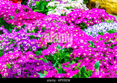 Zusammenfassung Hintergrund der Blumen. Nahaufnahme Stockfoto