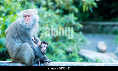 Monkey in den Bergen mit schönen grünen für Hintergrund Stockfoto