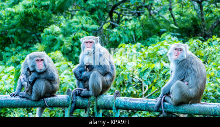 Monkey in den Bergen mit schönen grünen für Hintergrund Stockfoto