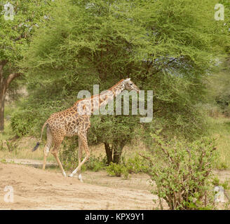 Masai Giraffe (Wissenschaftlicher Name: Giraffa Camelopardalis tippelskirchi oder "Twiga' in Swaheli) Bild auf Safari in den Tarangire Nationalpark, Tan Stockfoto