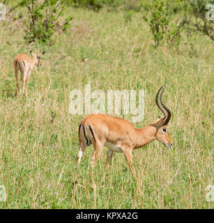 Nahaufnahme von Impala (Aepyceros melampus Wissenschaftlicher Name: oder der wala Pala'in Swaheli) Bild auf Safari in den Tarangire Nationalpark entfernt, Tanz Stockfoto