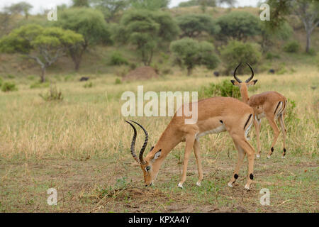 Nahaufnahme von Impala (Aepyceros melampus Wissenschaftlicher Name: oder der wala Pala'in Swaheli) Bild auf Safari in den Tarangire Nationalpark entfernt, Ta Stockfoto