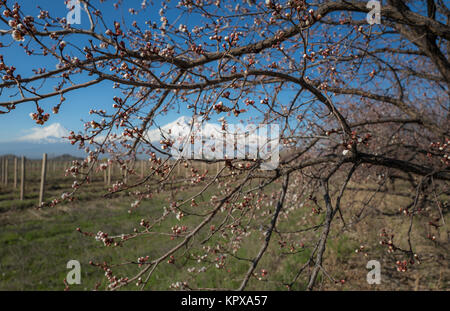Unglaubliche Aussicht auf den Berg Ararat und Weinberge durch die Äste der Blüte Aprikosenbaum. Armenien. Stockfoto