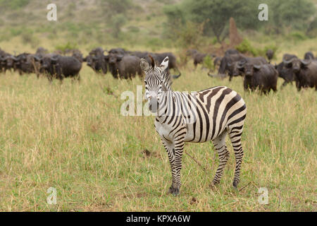 Nahaufnahme von Burchell's Zebra oder Boehms Zebra (Wissenschaftlicher Name: Equus burchelli, unterart Equus burchelli boehmi oder "punda Milia'in Swaheli) Bild t Stockfoto