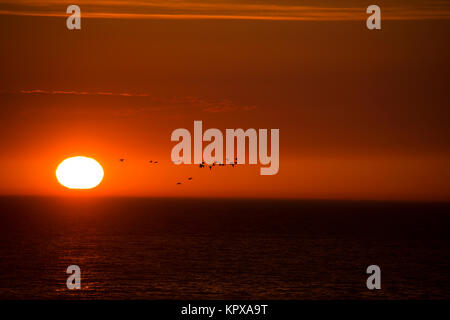 Herde von Enten fliegt über das Meer im Hintergrund der Sonnenuntergang Sonne Stockfoto