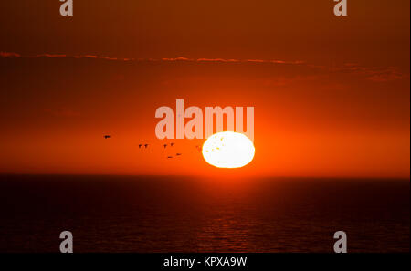 Herde von Enten fliegt über das Meer im Hintergrund der Sonnenuntergang Sonne Stockfoto