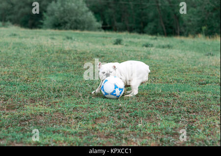 Weiße englische Bulldogge spielen mit Fußball auf dem grünen Feld Stockfoto