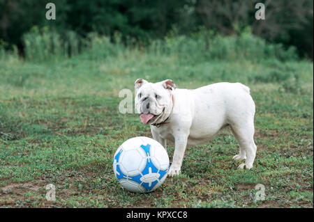 Weiße englische Bulldogge spielen mit Fußball auf dem grünen Feld Stockfoto