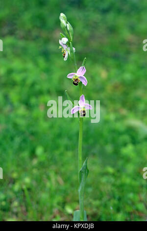 Blühende Bienen-ragwurz ophrys apifera Stockfoto