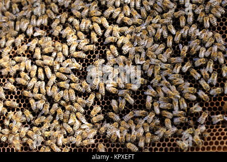 Großes Bienenvolk Stockfoto