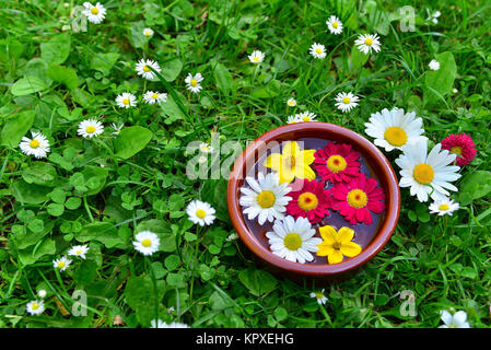 Bunte Blumen auf einer Wiese im Wasserabscheidertopf Stockfoto