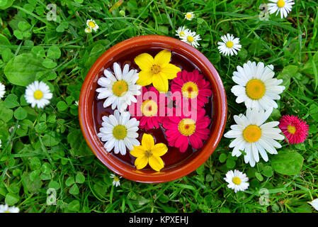 Bunte Blumen auf einer Wiese im Wasserabscheidertopf Stockfoto