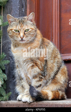 Bunte Katze vor Ihrer Haustür sitzen Stockfoto