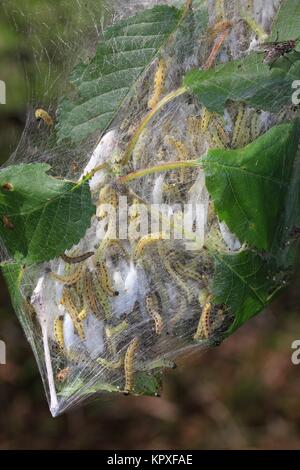 Vogelkirsche Hermelin, yponomeuta evonymella, Raupen und Puppen in der Kokon der Black Cherry Stockfoto