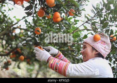 Rongjiang, Chinas Provinz Guizhou. 17 Dez, 2017. Ein Dorfbewohner ernten Navel Orangen in Rongjiang Grafschaft Miao-Dong Autonomen Bezirks Qiandongnan, Südwesten Chinas Provinz Guizhou, Dez. 17, 2017. Credit: Liu Xu/Xinhua/Alamy leben Nachrichten Stockfoto