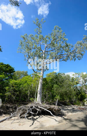 Küstenerosion ausgesetzt die Wurzeln dieses Paperbark Baum (Melaleuca), Kewarra Beach, Far North Queensland, FNQ, QLD, Australien Stockfoto