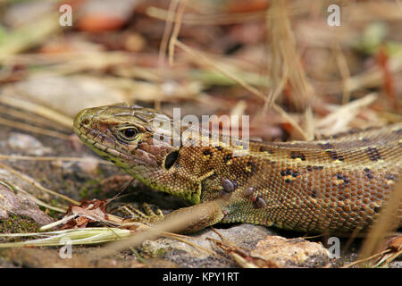 Weibliche Zauneidechse, Lacerta agilis Stockfoto