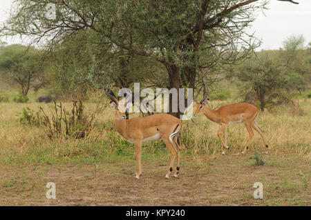 Nahaufnahme von Impala (wissenschaftlicher Name: Aepyceros melampus oder „Swala pala“ in Swaheli), aufgenommen im Tarangire Nationalpark in Tansania Stockfoto