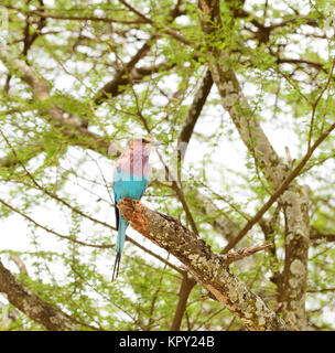 Lilac-breasted Roller (Coracias caudatus), eine schöne afrikanische Vogel Stockfoto