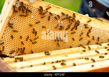 Blick in die Wabenrahmen eines Bienenstocks Stockfoto