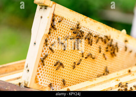 Blick in die Wabenrahmen eines Bienenstocks Stockfoto