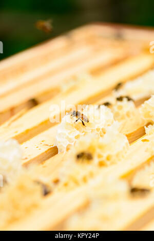 Blick in die Wabenrahmen eines Bienenstocks Stockfoto