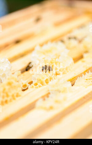 Blick in die Wabenrahmen eines Bienenstocks Stockfoto