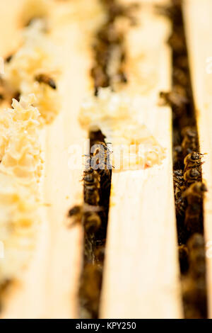 Blick in die Wabenrahmen eines Bienenstocks Stockfoto